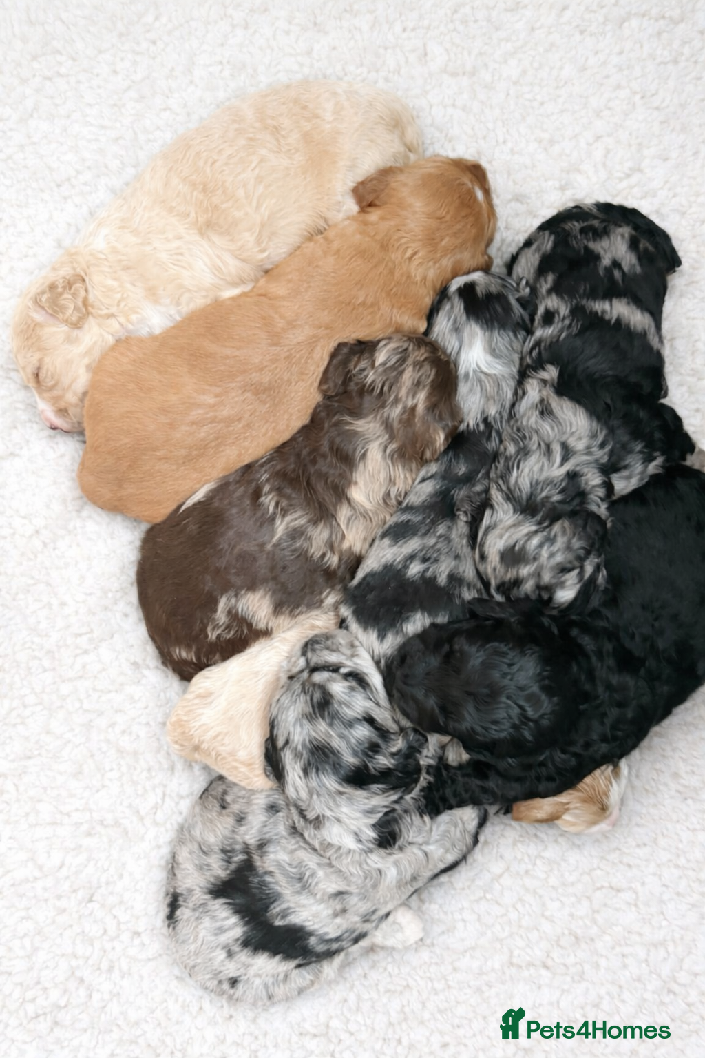 Australian Labradoodle dogs AUSTRALIAN LABRADOODLE  - Advert 16