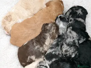 Australian Labradoodle dogs AUSTRALIAN LABRADOODLE - Advert 16