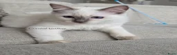 Ragdoll cats for sale: ✨ TORTIE ONE LEFT|CHAMPTION LINE|LITTER GCCF&TICA✨ - Advert 29