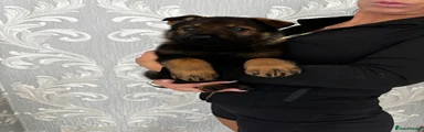 Brown collar