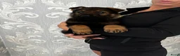 German Shepherd dogs for sale: KC Czech working line German shepherd puppies  - Advert 35