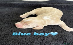 Cocker Spaniel dogs for sale: Show type cocker spaniel  - Image 9