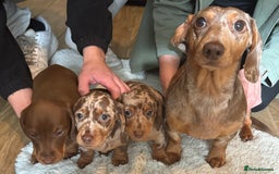 Miniature Dachshund dogs for sale: Miniature dachshund - Image 8