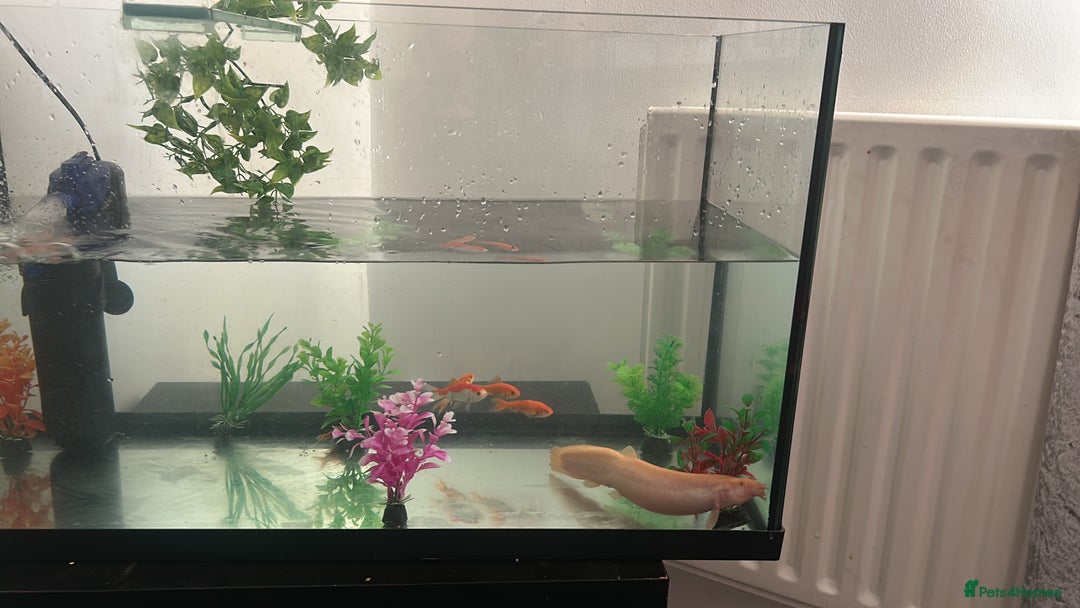 Goldfish fish for sale: Gold fish tank filter - Image 2