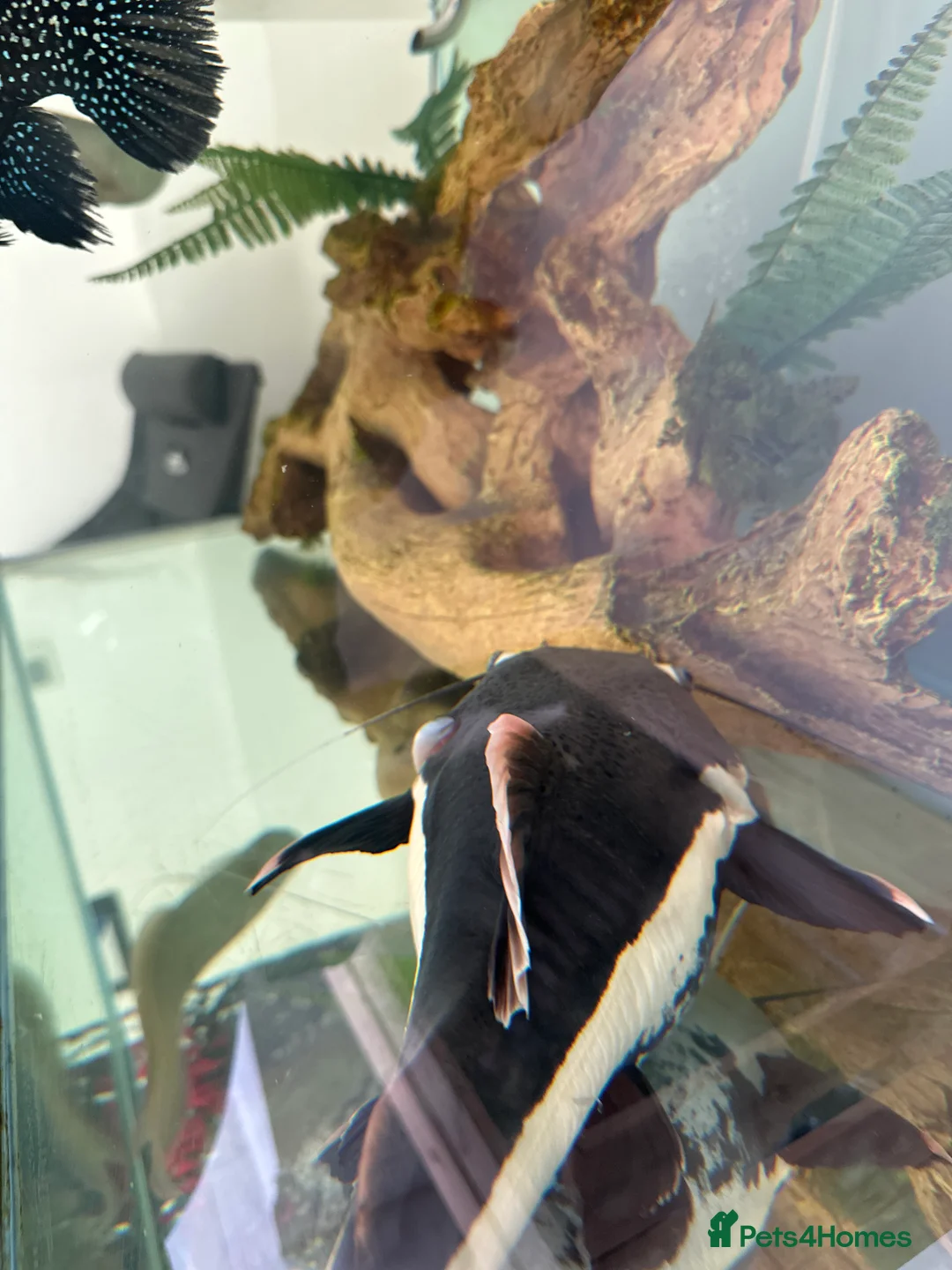 Catfish fish for sale: Redtail catfish - Advert 3