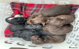 Cocker Spaniel dogs for sale: Stunning cocker spaniel puppies  - Image 3