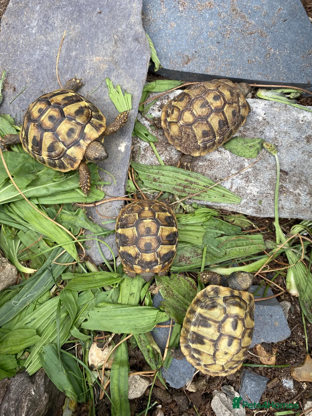 Hermann Tortoise reptiles for sale: Herman’s tortoises for sale - Advert 2