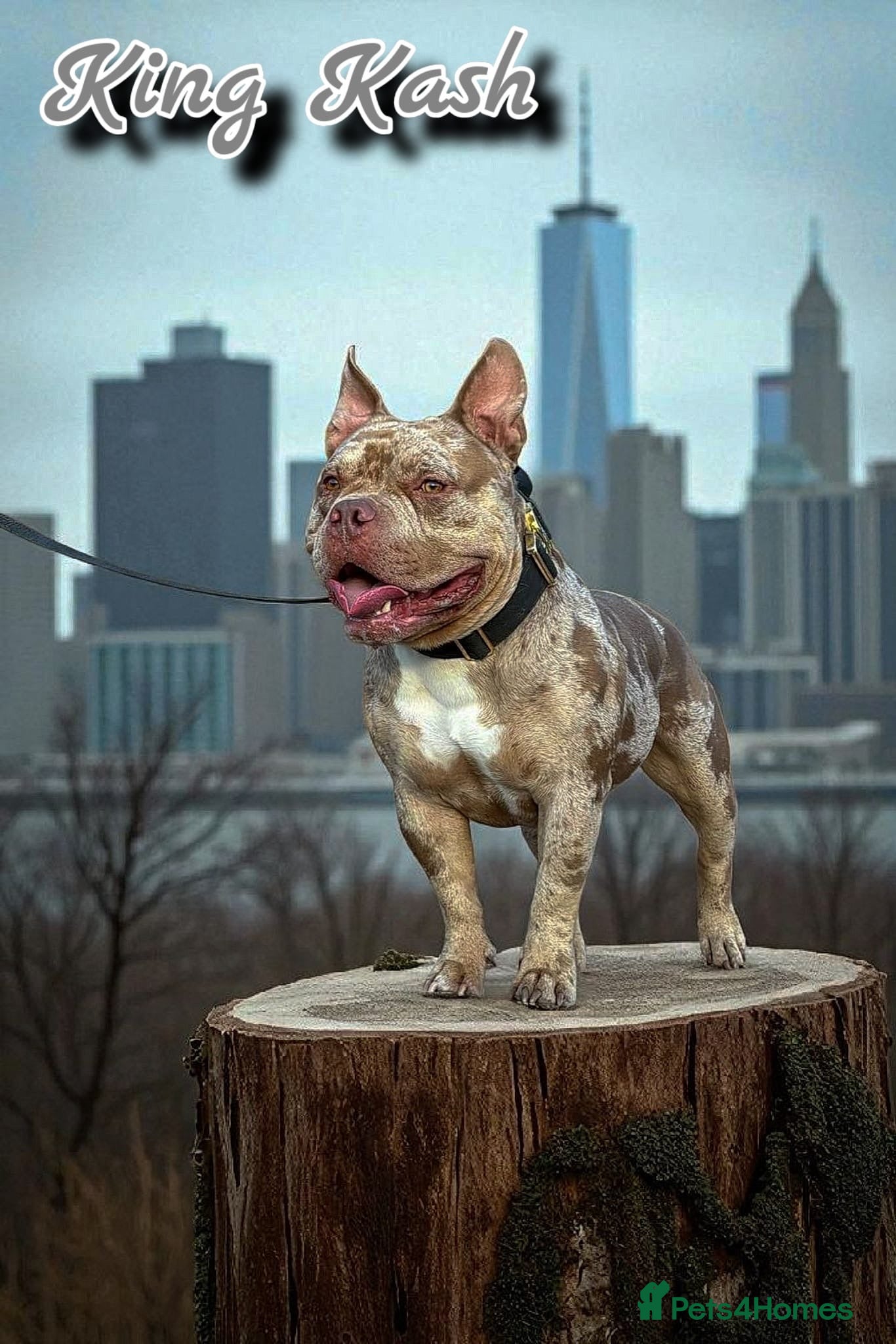 American Bulldog dogs AbkcAmericanChocolateTriMerleBULLY🇺🇸🍫🦍🧬🤩💙 - Advert 1