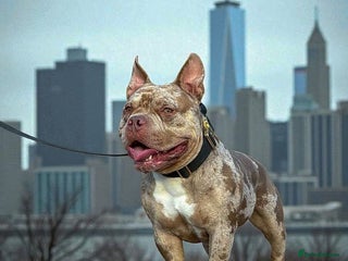 American Bulldog dogs - Advert 1