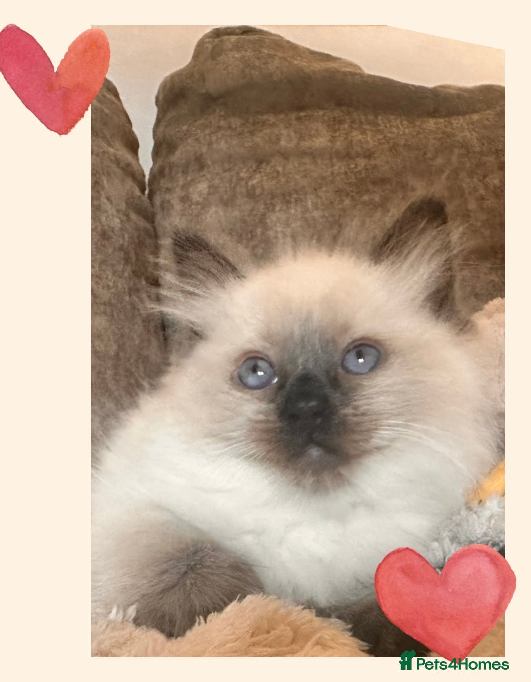 Ragdoll cats  Ragdoll Kittens - Advert 18