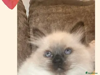 Ragdoll cats Ragdoll Kittens - Advert 18