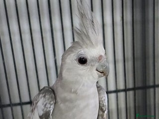 Cockatiels birds - Advert 2