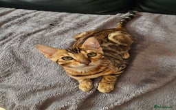 Bengal cats for sale: Bengal kittens  - Image 2