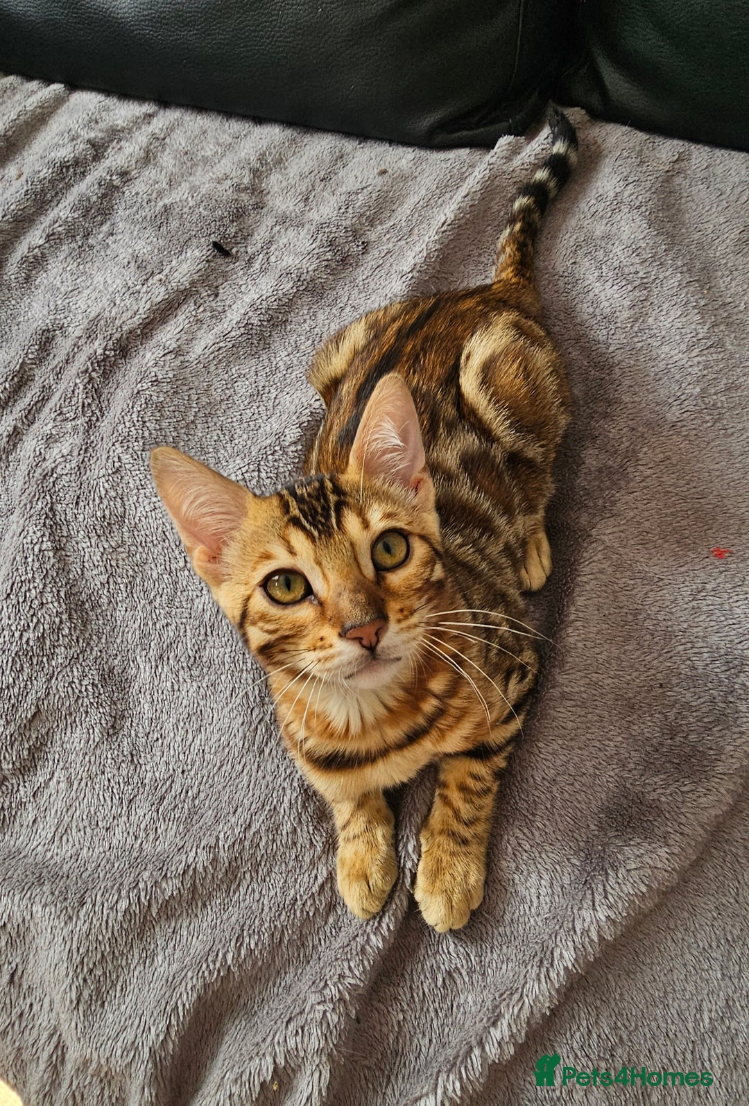 Bengal cats for sale: Bengal kittens  - Image 2