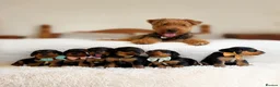 Airedale Terrier dogs for sale: KC Female Puppy Available- 5✨ licensed breeder - Advert 2
