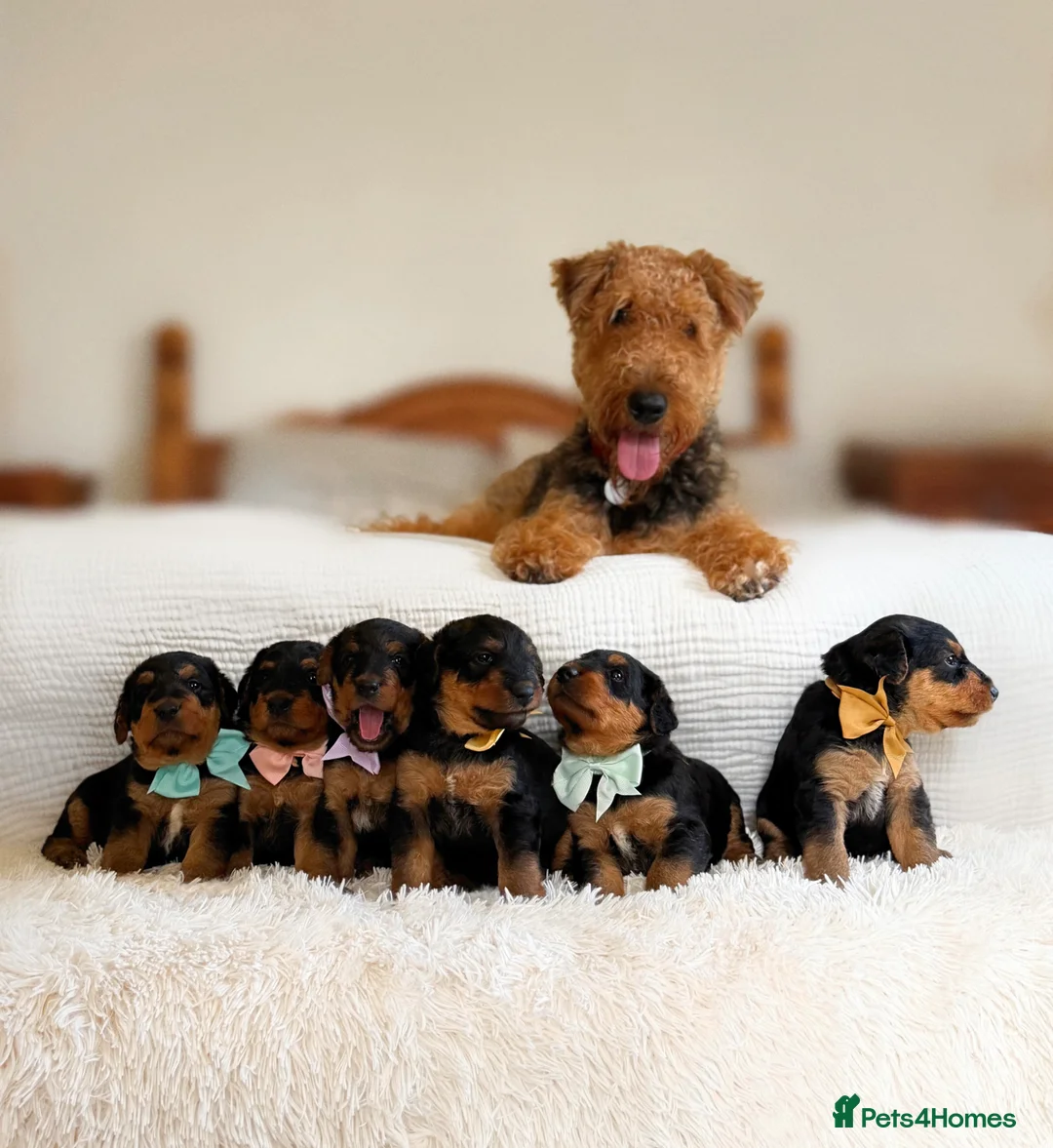 Airedale Terrier dogs for sale: KC Female Puppy Available- 5✨ licensed breeder - Advert 2