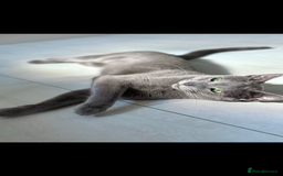 Russian Blue cats for sale: Russian blue kittens  - Image 10