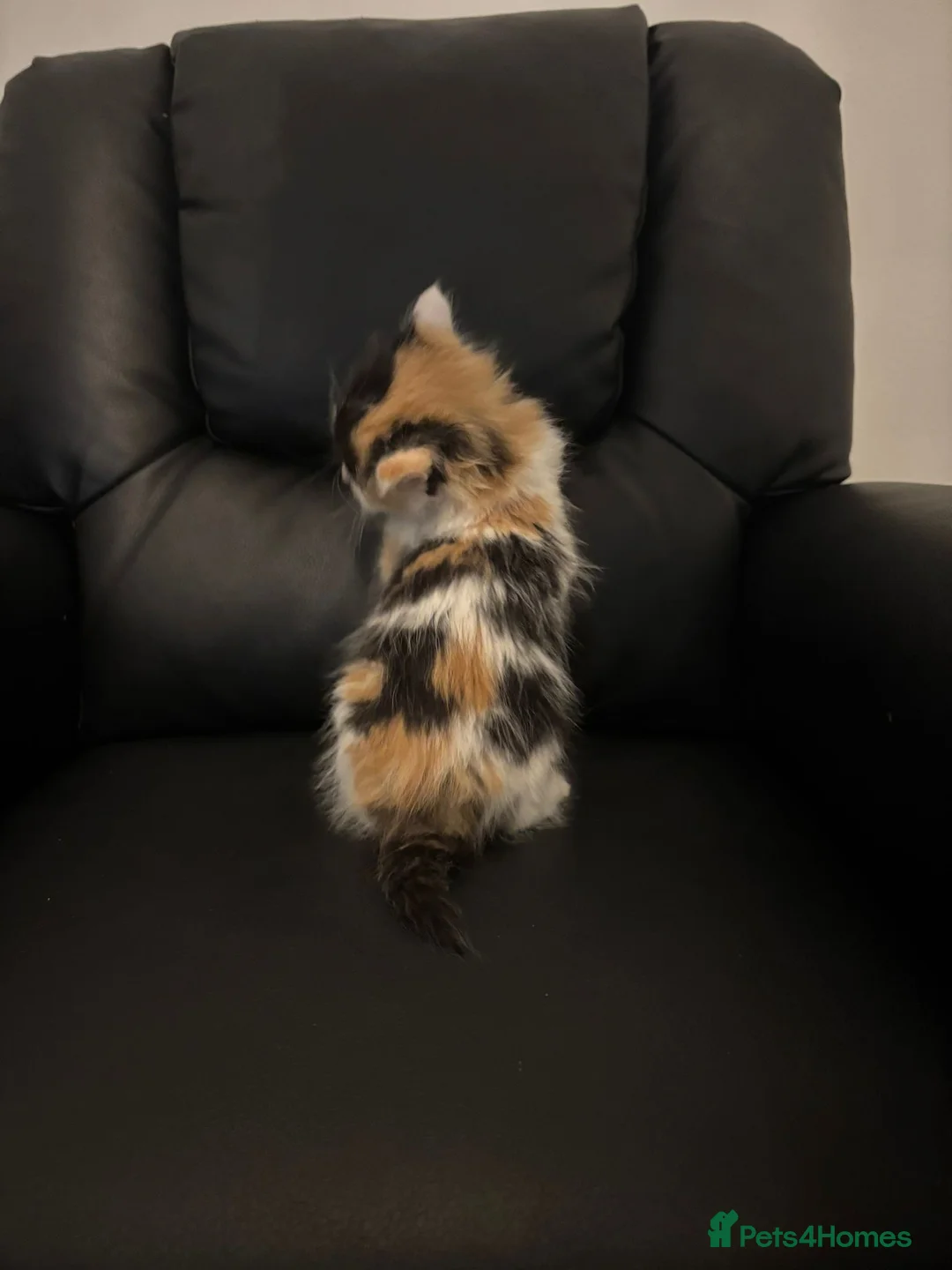 Mixed Breed cats for sale: Last baby girl is ready  - Advert 7