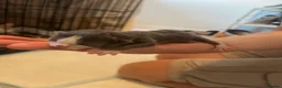 American Shorthair cats for sale: 4 kittens for sale  - Advert 10