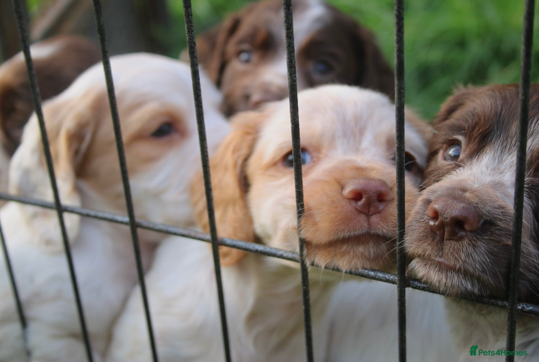 Cocker Spaniel dogs Working Cocker Spaniel Puppies  - Advert 1