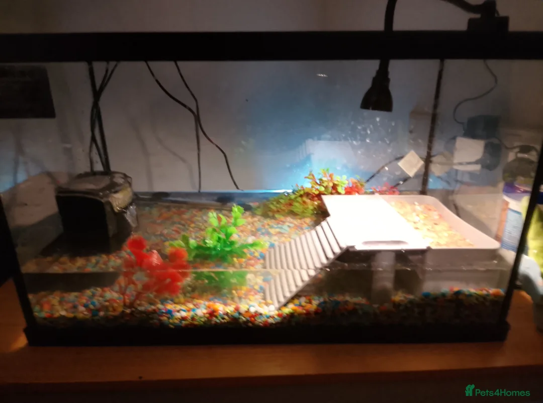 Terrapin reptiles for sale: 2 x terrapins for sale in Birmingham - Advert 2