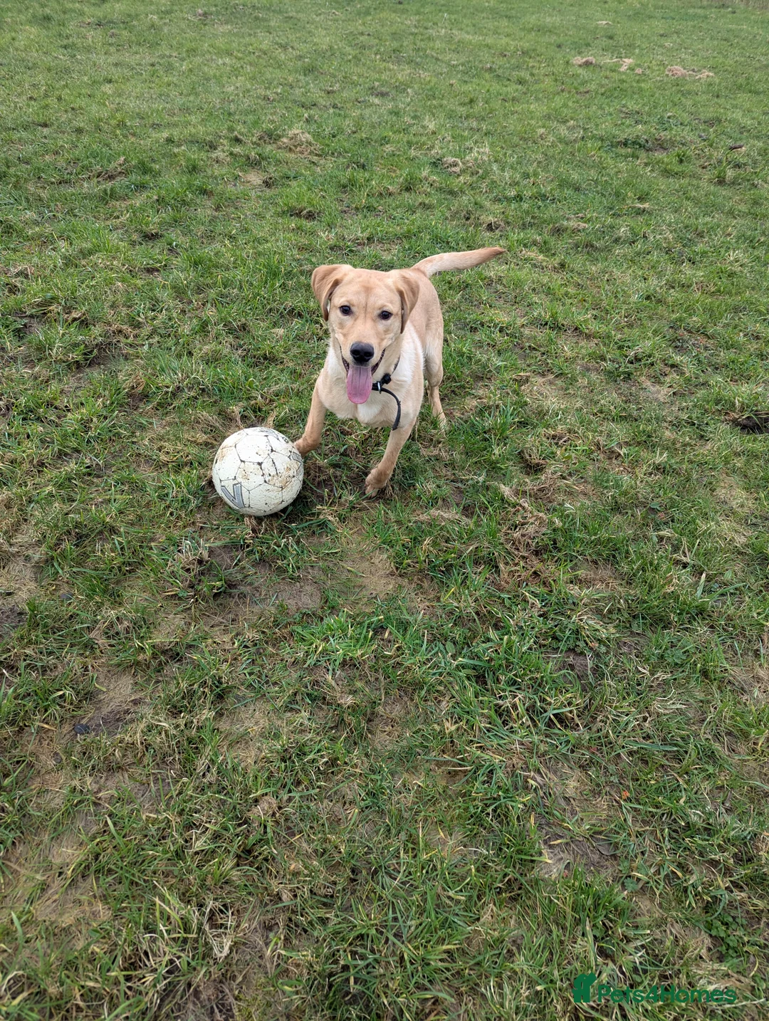 Labrador Retriever dogs for sale: Gorgeous therapy dog prospect  - Advert 4
