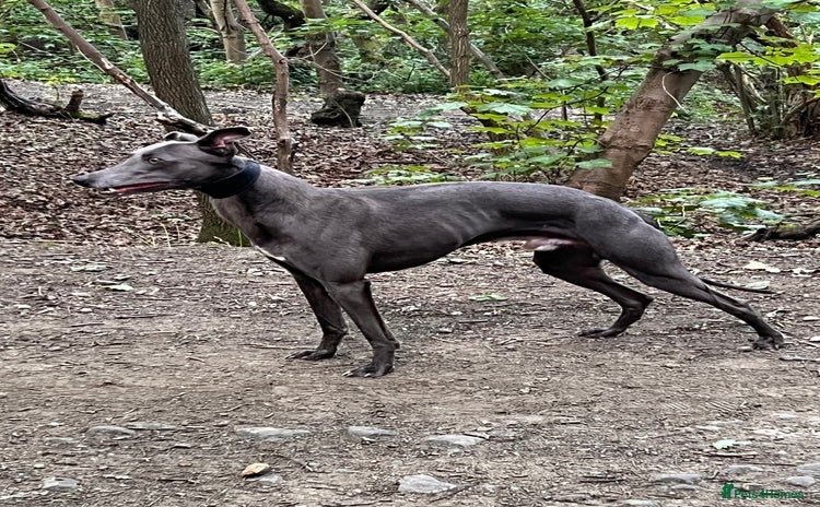 Whippet dogs - Advert 2