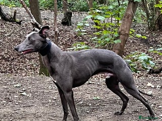 Whippet dogs - Advert 28