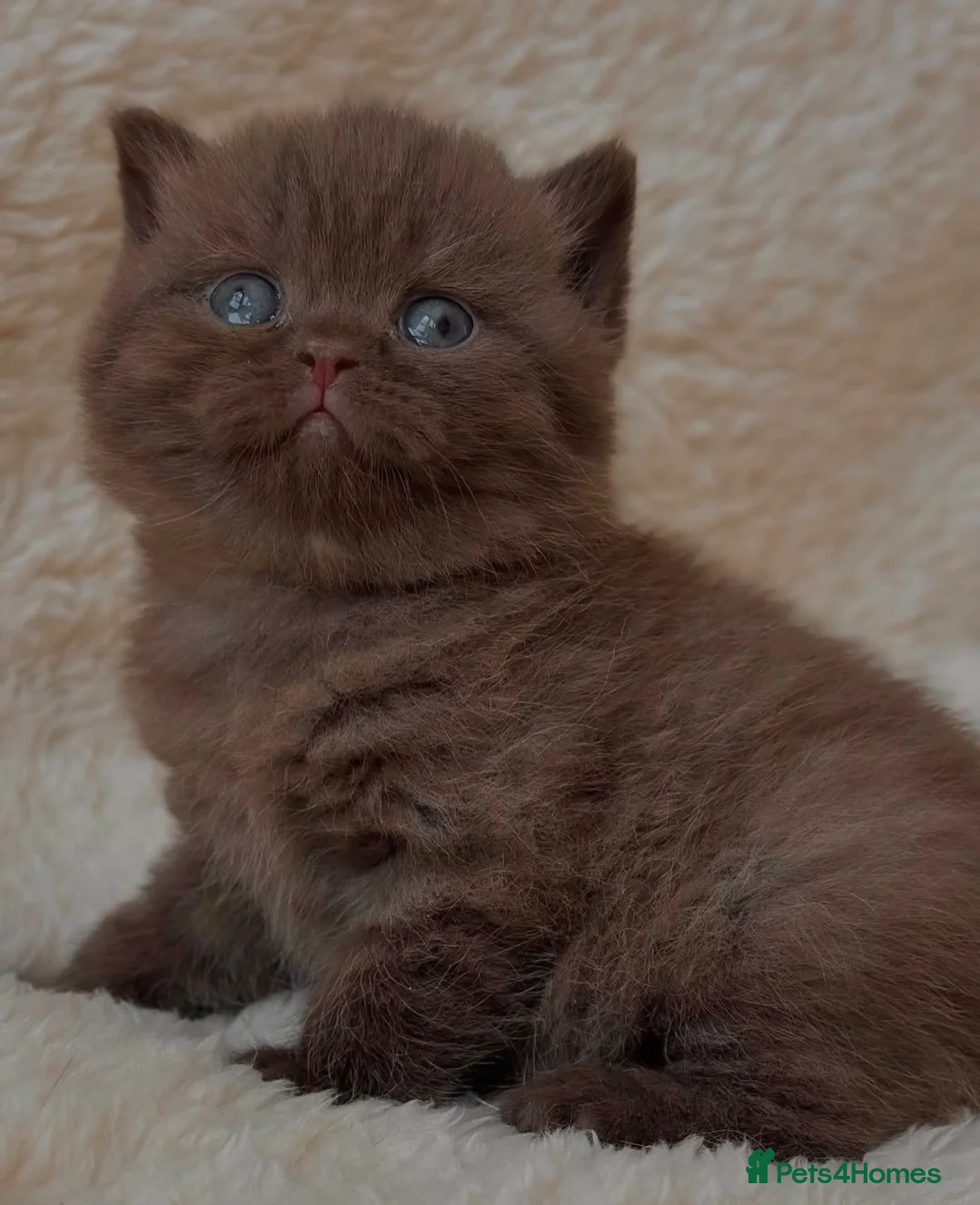 British Shorthair cats for sale: Adorable cinnamon British shorthair kittens - Advert 2