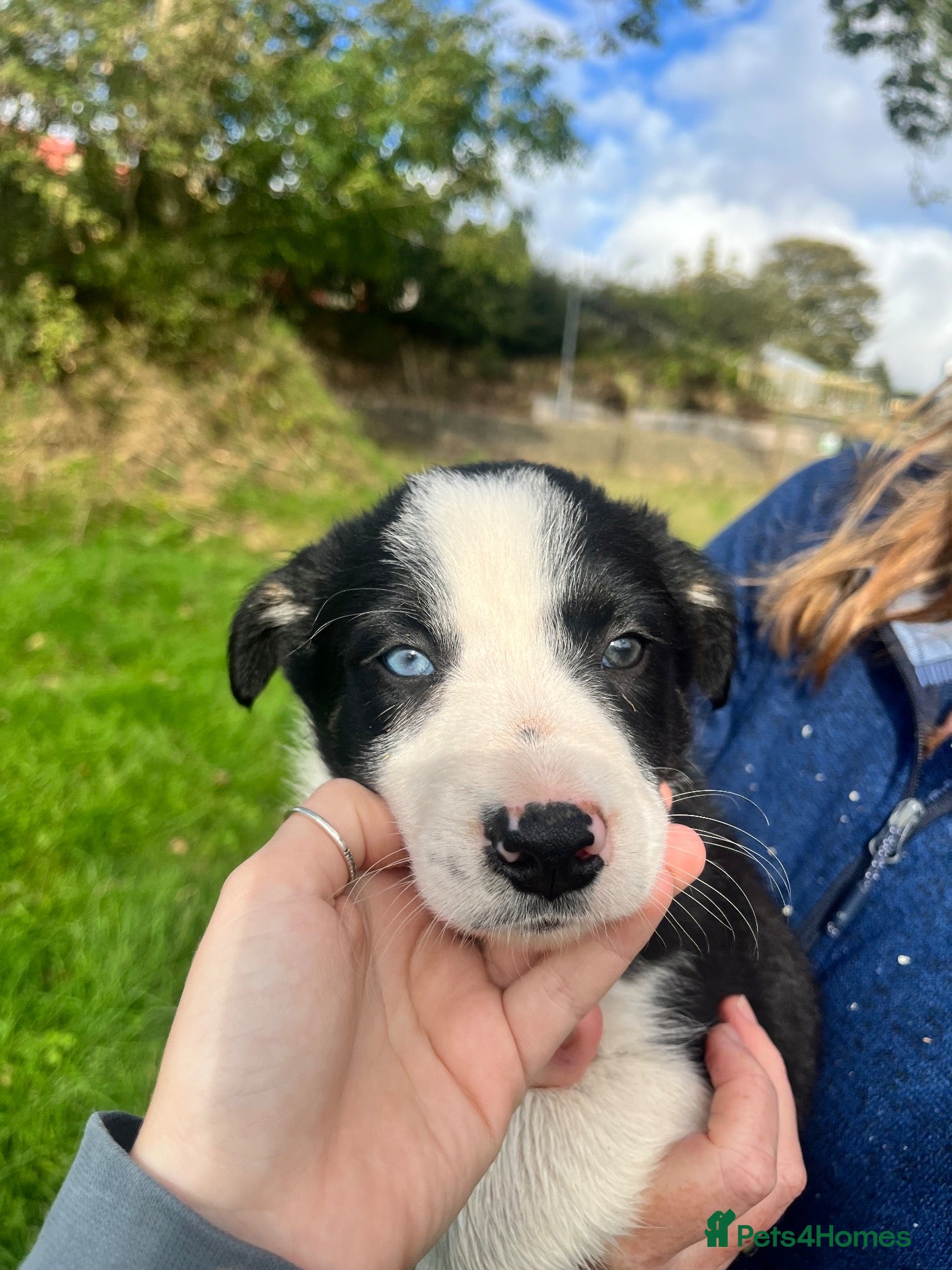 Border Collie dogs for sale: 2 beautiful male Border Collie puppies for sale - Advert 5