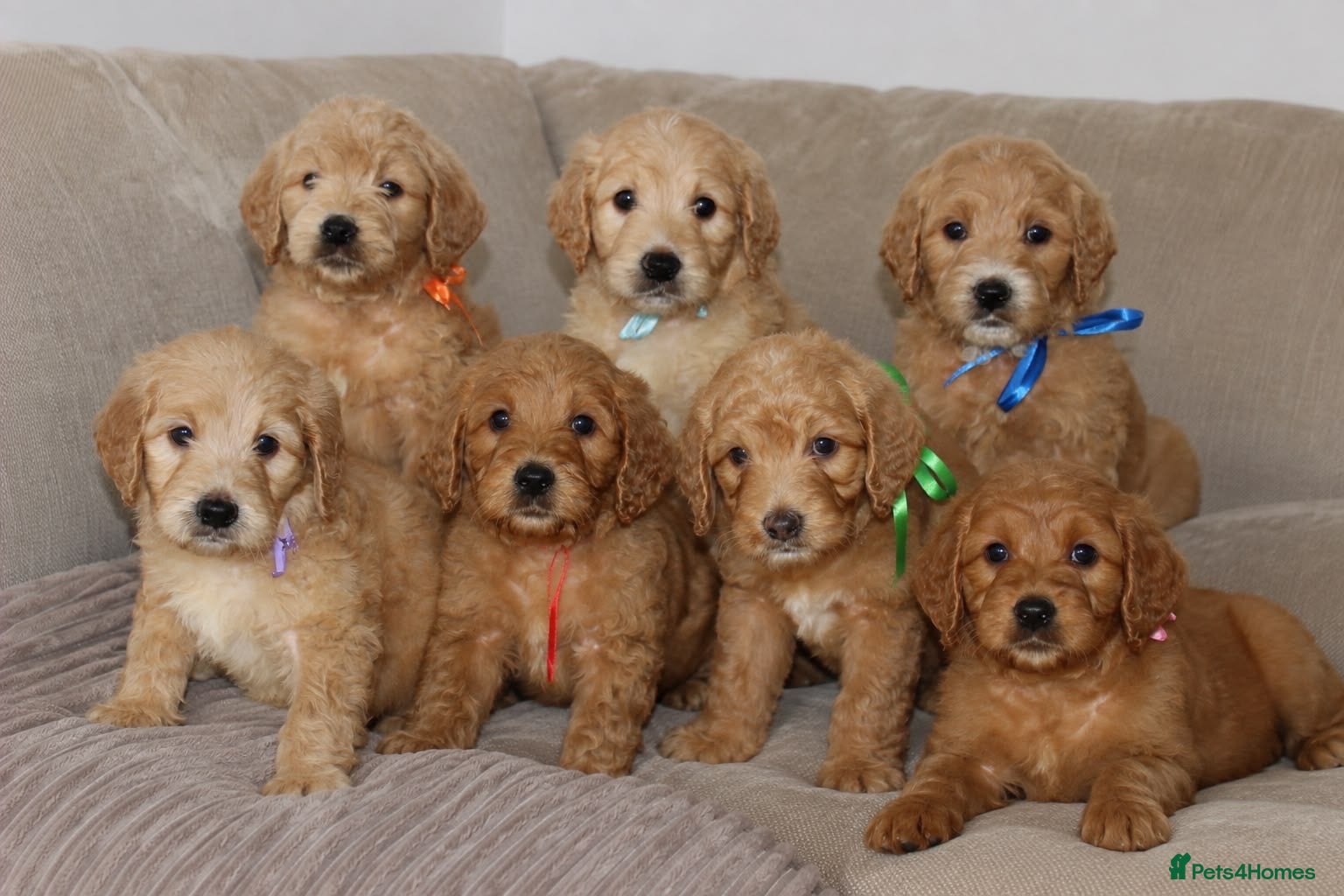 Goldendoodle dogs F1 Goldendoodle Puppies Reservations Now Open - Advert 7