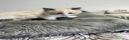Ragdoll cats for sale: RAGDOLL KITTENS in Colchester - Advert 3