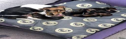 Jackshund dogs for sale: ❤️ Bella’s beautiful little ❤️ - Advert 7
