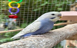 Budgerigars birds for sale: Beautiful Baby Budgies - Image 1