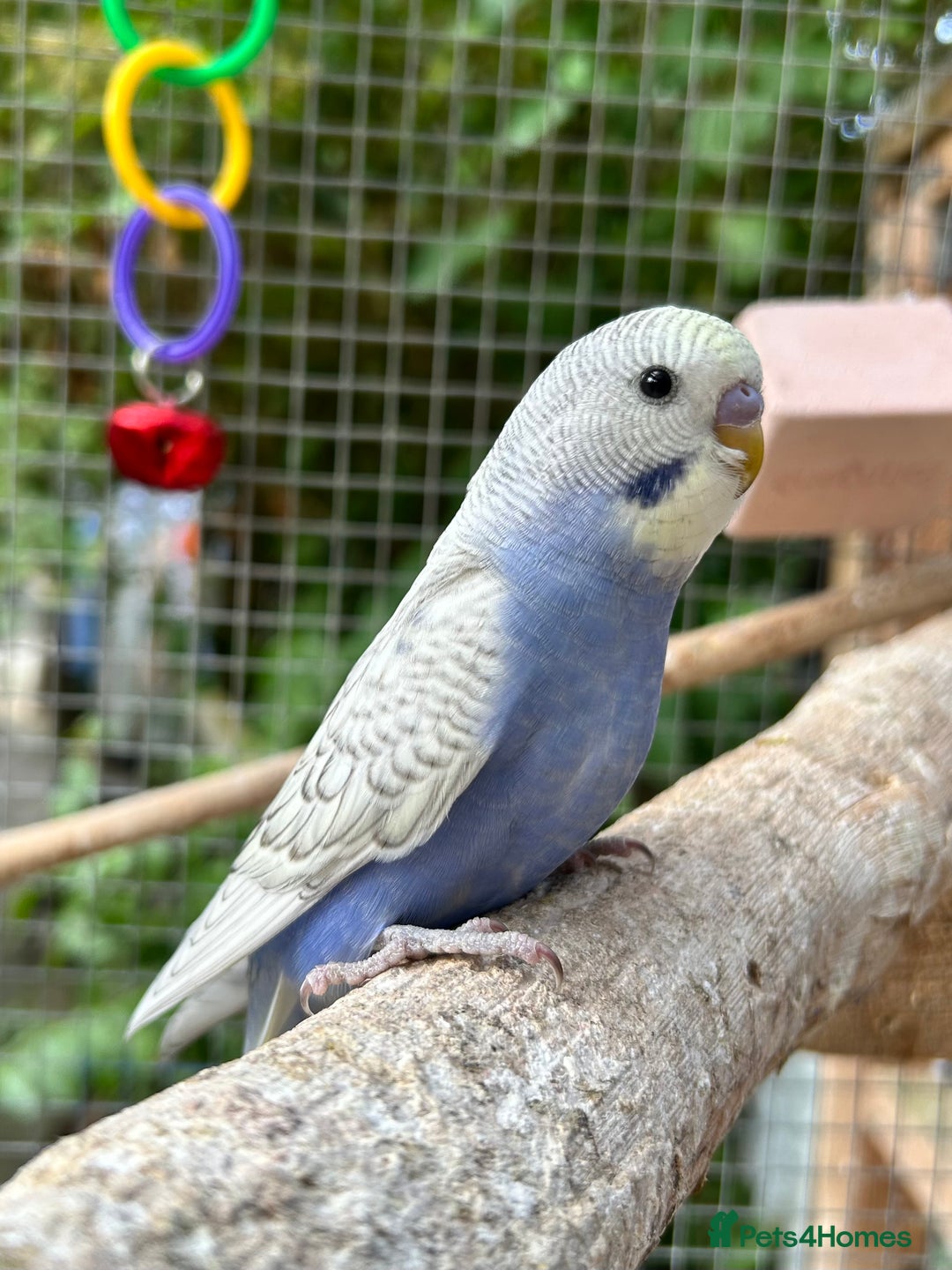 Budgerigars birds for sale: Beautiful Baby Budgies - Image 1