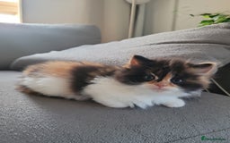 Persian cats for sale: 5 Gorgeous Persian Kittens up for sale! - Image 7