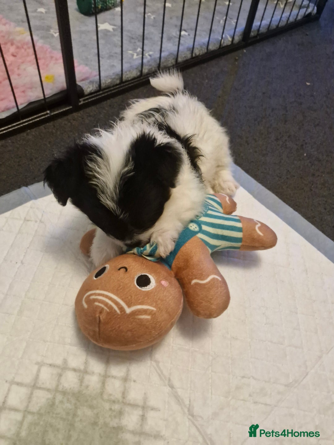 Mixed Breed dogs for sale: Stunning maltipoo x pug baby  - Advert 10