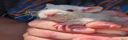 Rat rodents for sale: 8 male Rex rats for sale  - Advert 8