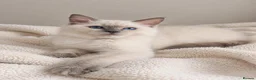 Ragdoll cats for sale: GCCF Ragdoll Kittens - Fully Vacc & Health Checked - Advert 15