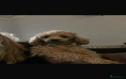 Maltipoo dogs for sale: Fur babys - Image 6