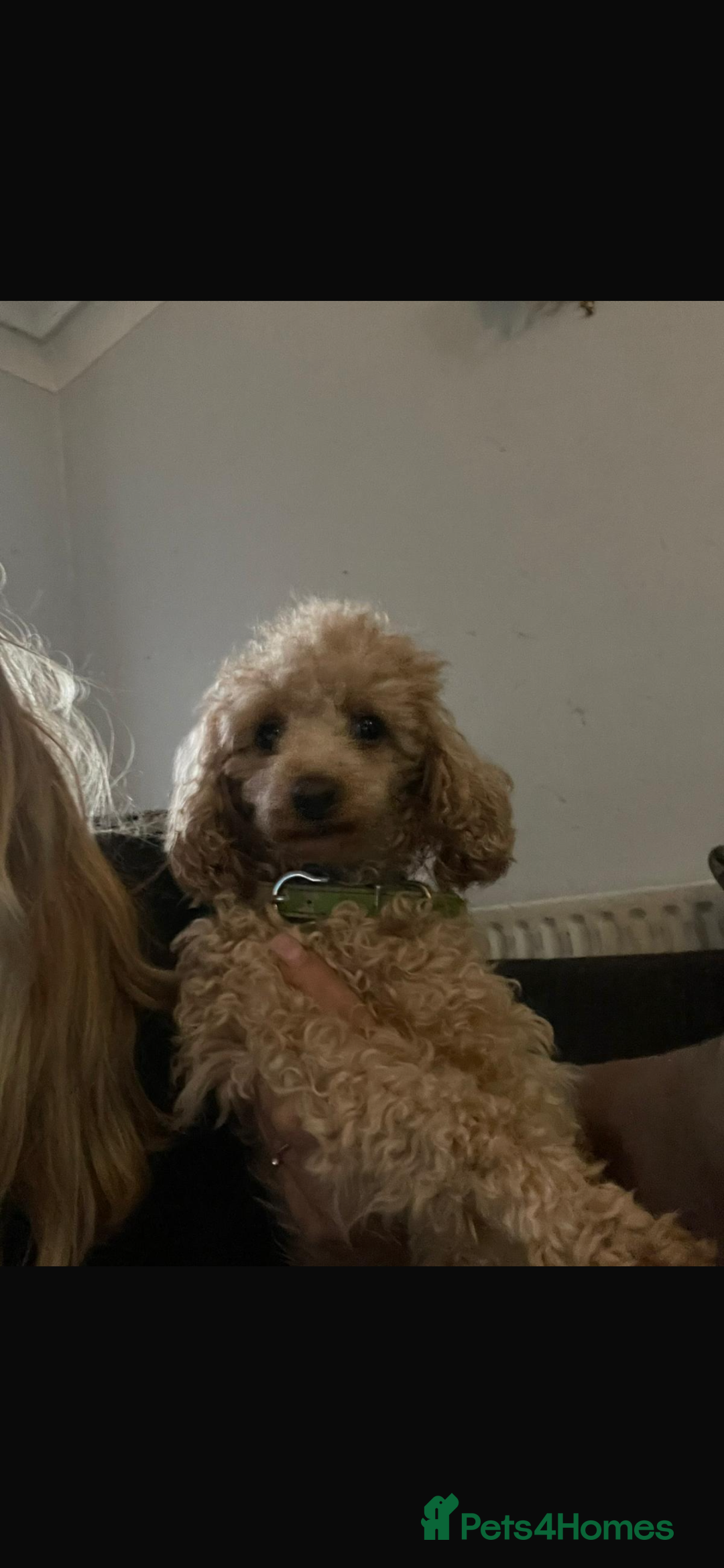 Maltipoo dogs for sale: Fur babys - Image 6