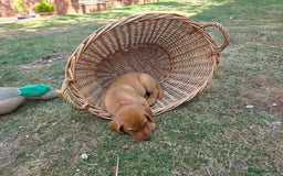 Labrador Retriever dogs for sale: KC Registered Fox Red Labrador Puppies - Image 31