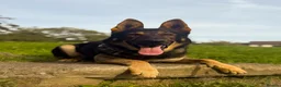 German Shepherd dogs for sale: Exceptional Homebred Ex-Police Working Male - Advert 1