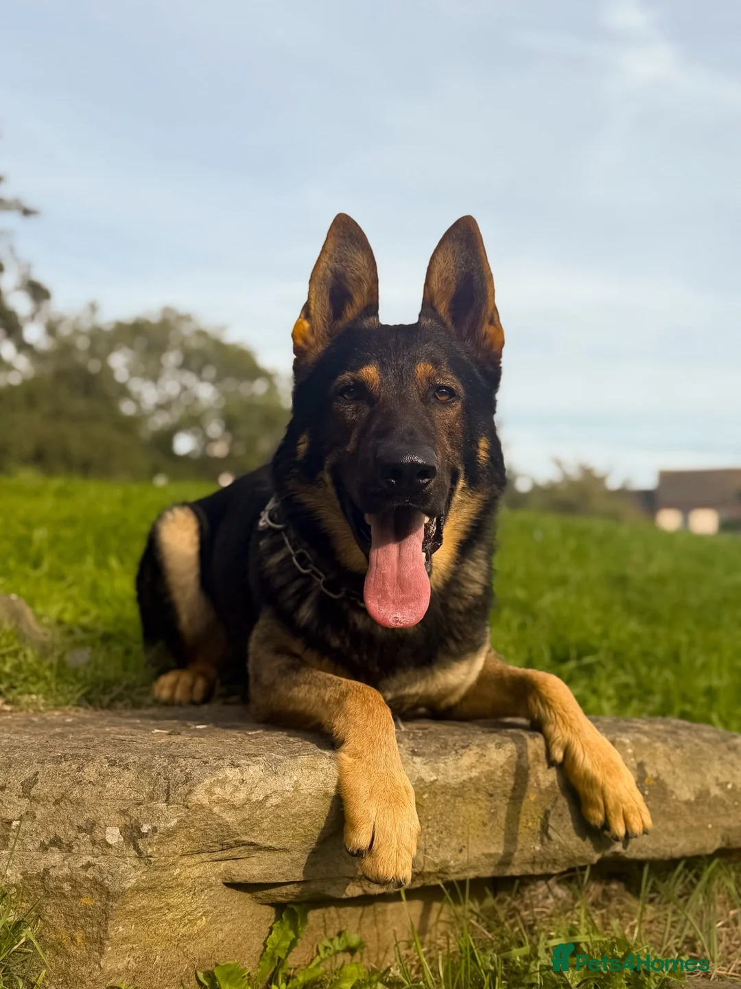 German Shepherd dogs for sale: Exceptional Homebred Ex-Police Working Male - Advert 1