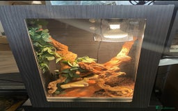 Python Snake reptiles for sale: Albino Carpet Python Female with Vivarihm - Image 5