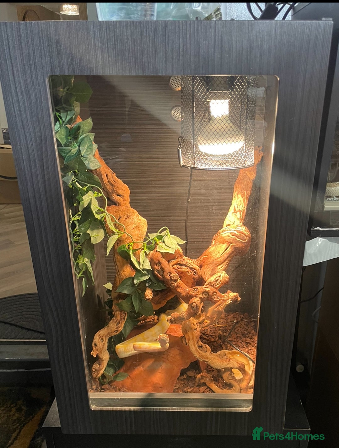 Python Snake reptiles for sale: Albino Carpet Python Female with Vivarihm - Image 5