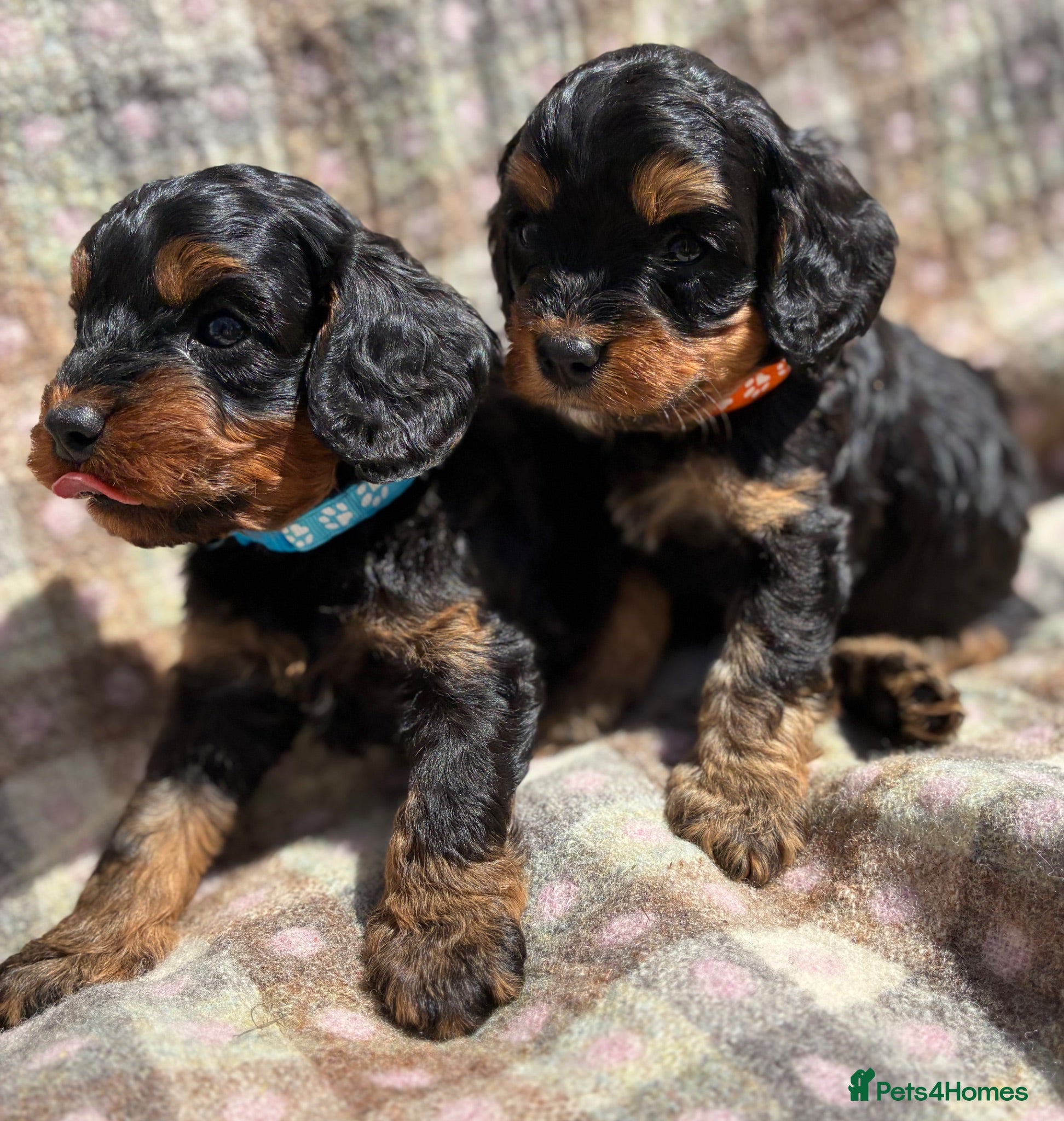 Cavapoo dogs Black and Tan Cavapoos - Advert 1