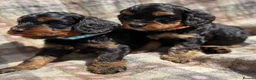 Cavapoo dogs for sale: Black and Tan Cavapoos - Advert 1