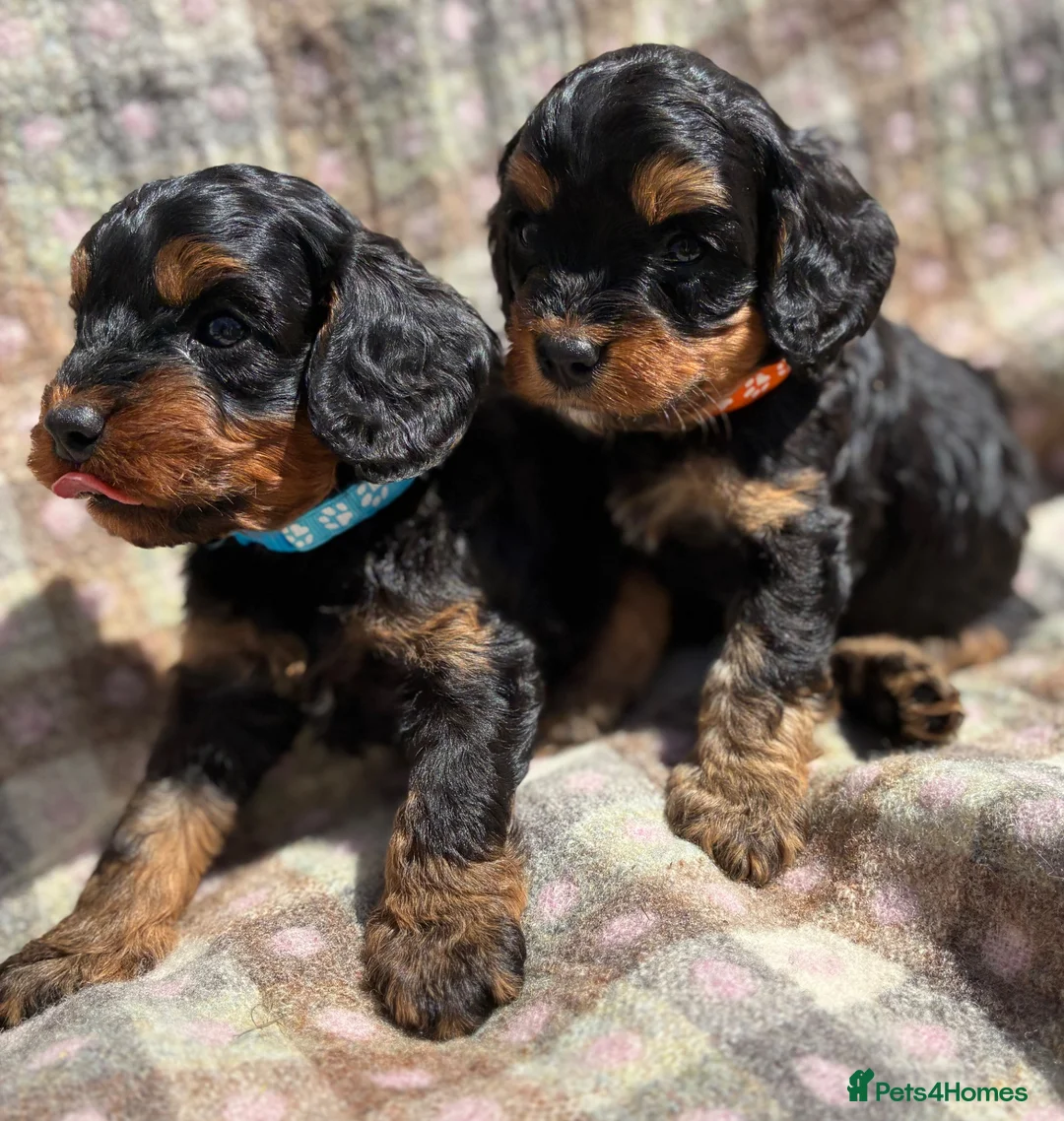 Cavapoo dogs for sale: Black and Tan Cavapoos - Advert 1