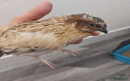 Quail poultry for sale: male quail - Image 2